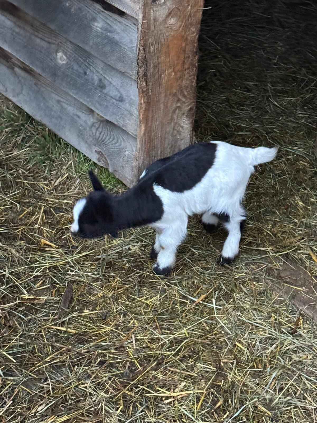Zwergziegen Weibchen und Bock 3