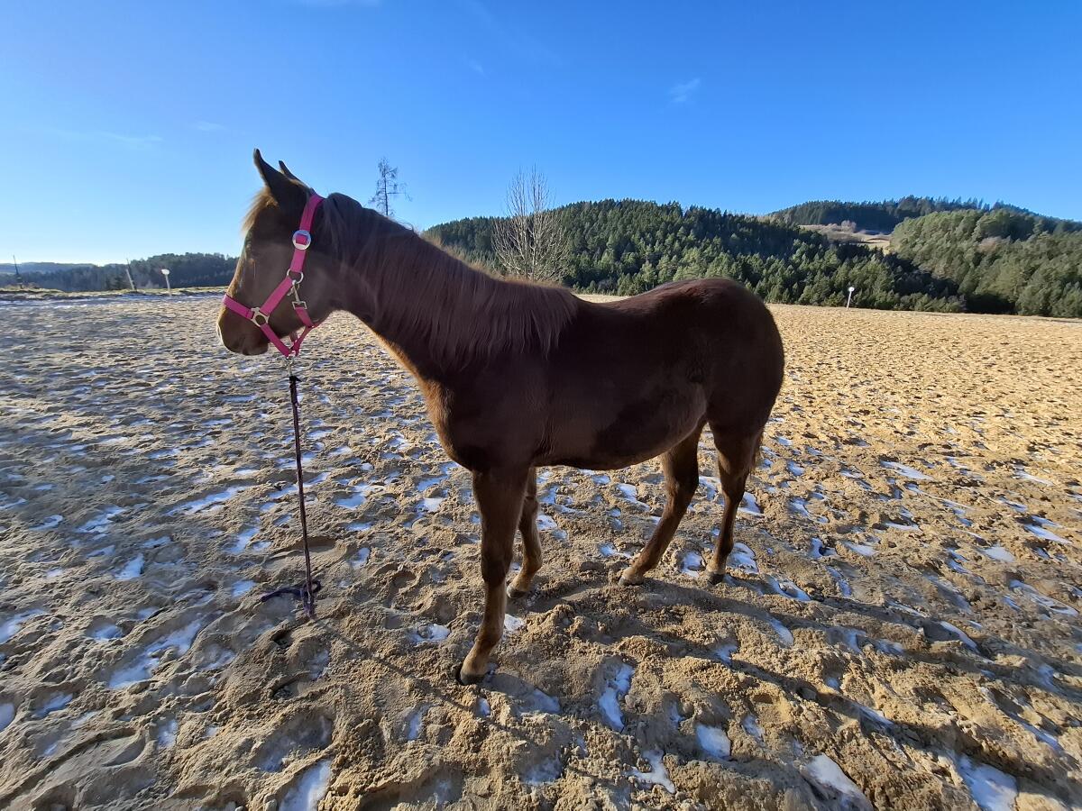 Quarter Stutfohlen 2