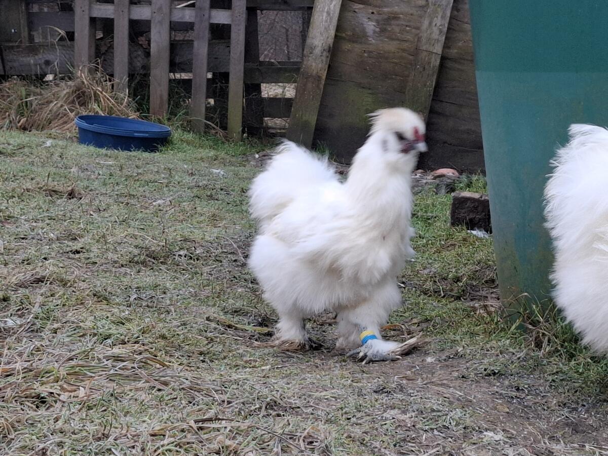 Bildschöner Seidenhahn sucht neues Zuhause 3