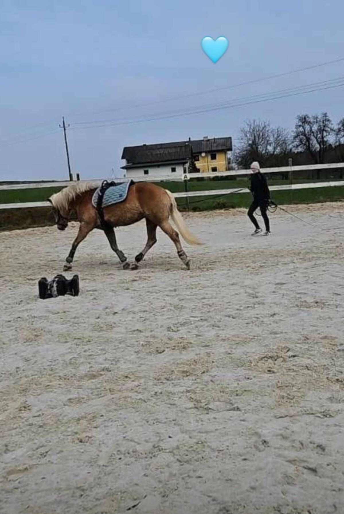 Hafi-Dame zu verkaufen 3