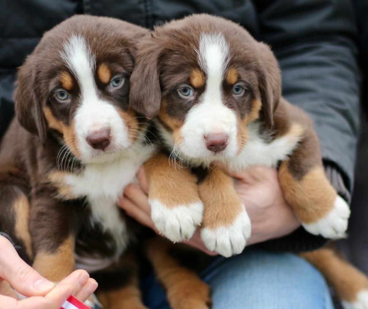 Wunderschöne Sennenhund-Welpen aus langlebigen Zuchtlinien 3