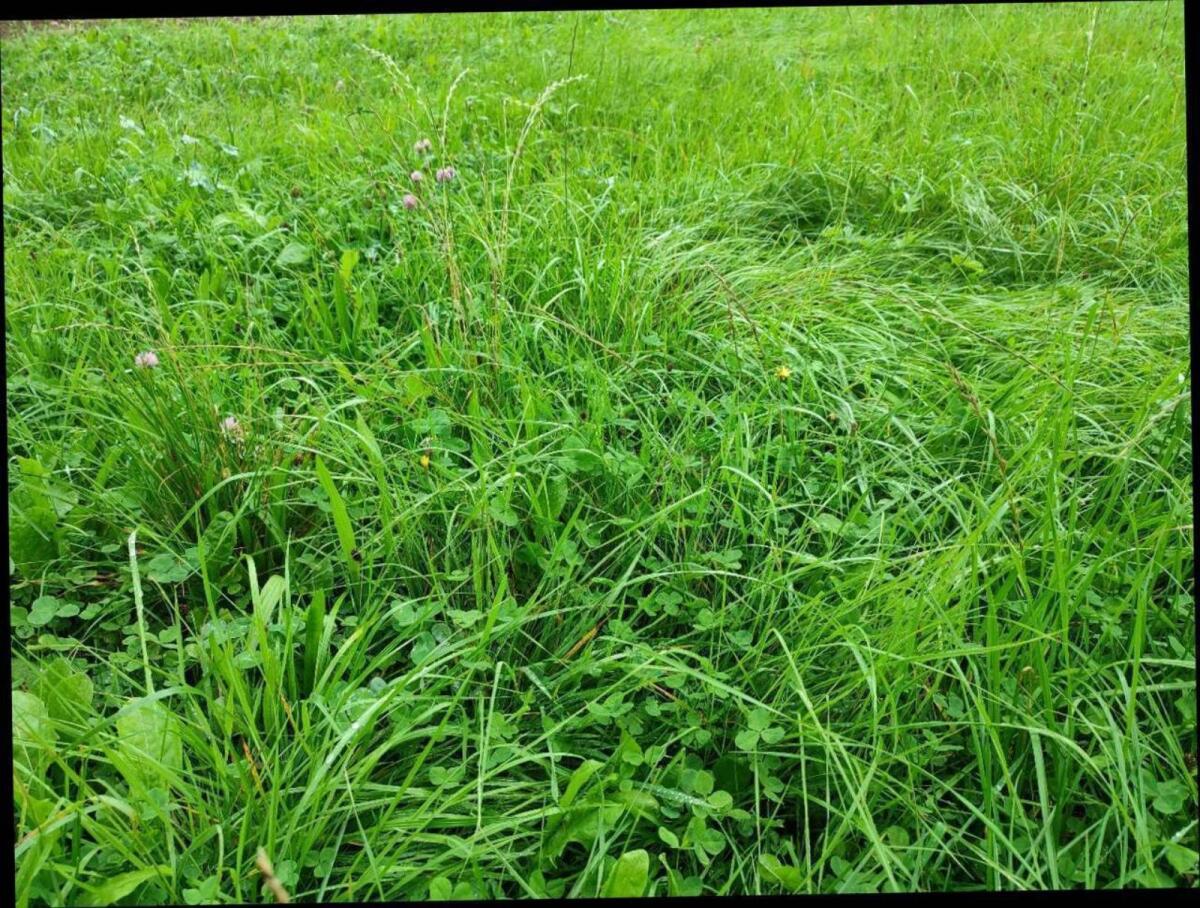 Suche Wiesen zum Mähen 2