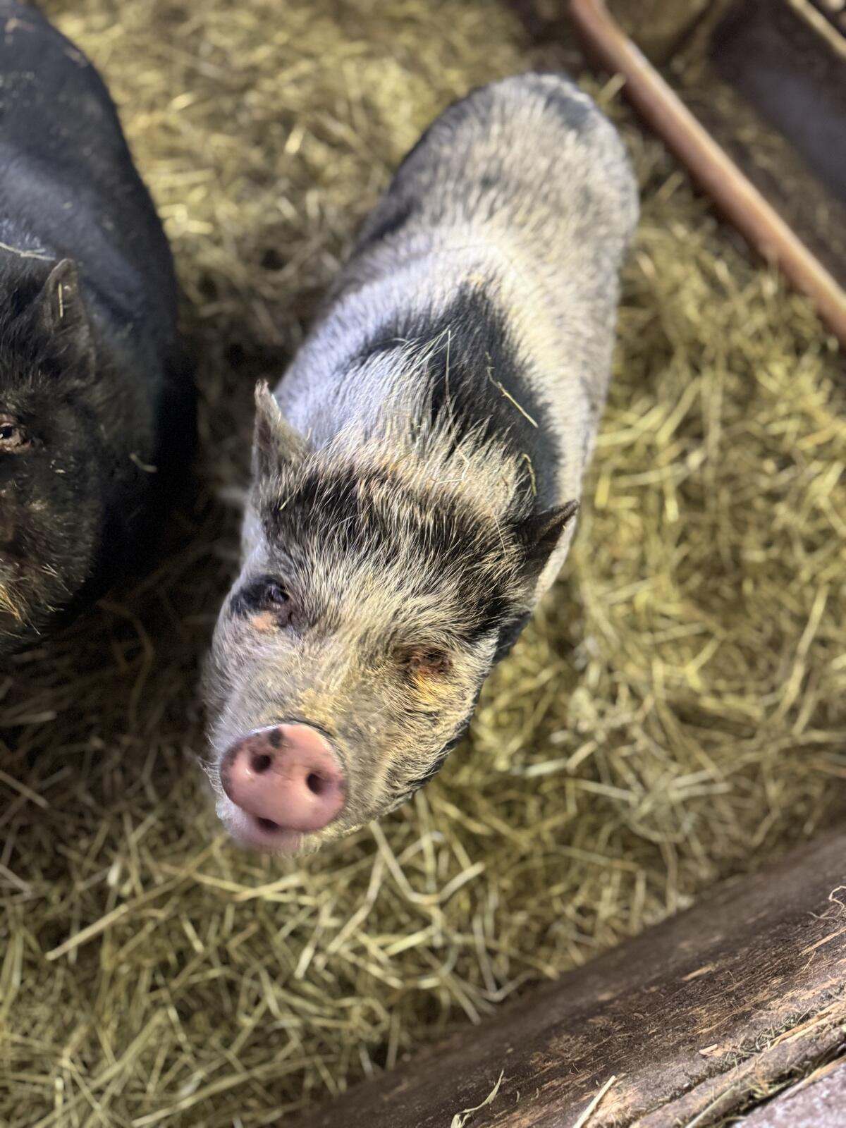 Hängebauchschwein weiblich 2