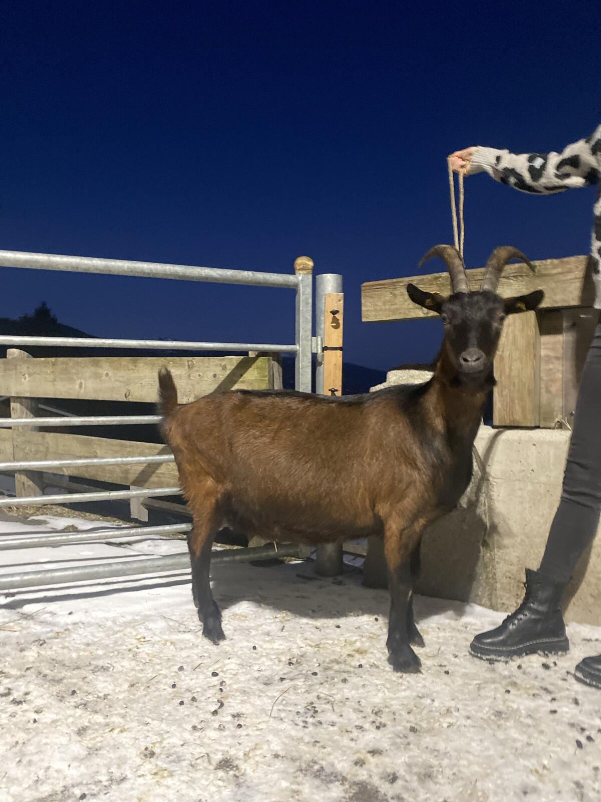 Pinzgauer Ziegen, Zuchtziegen 2