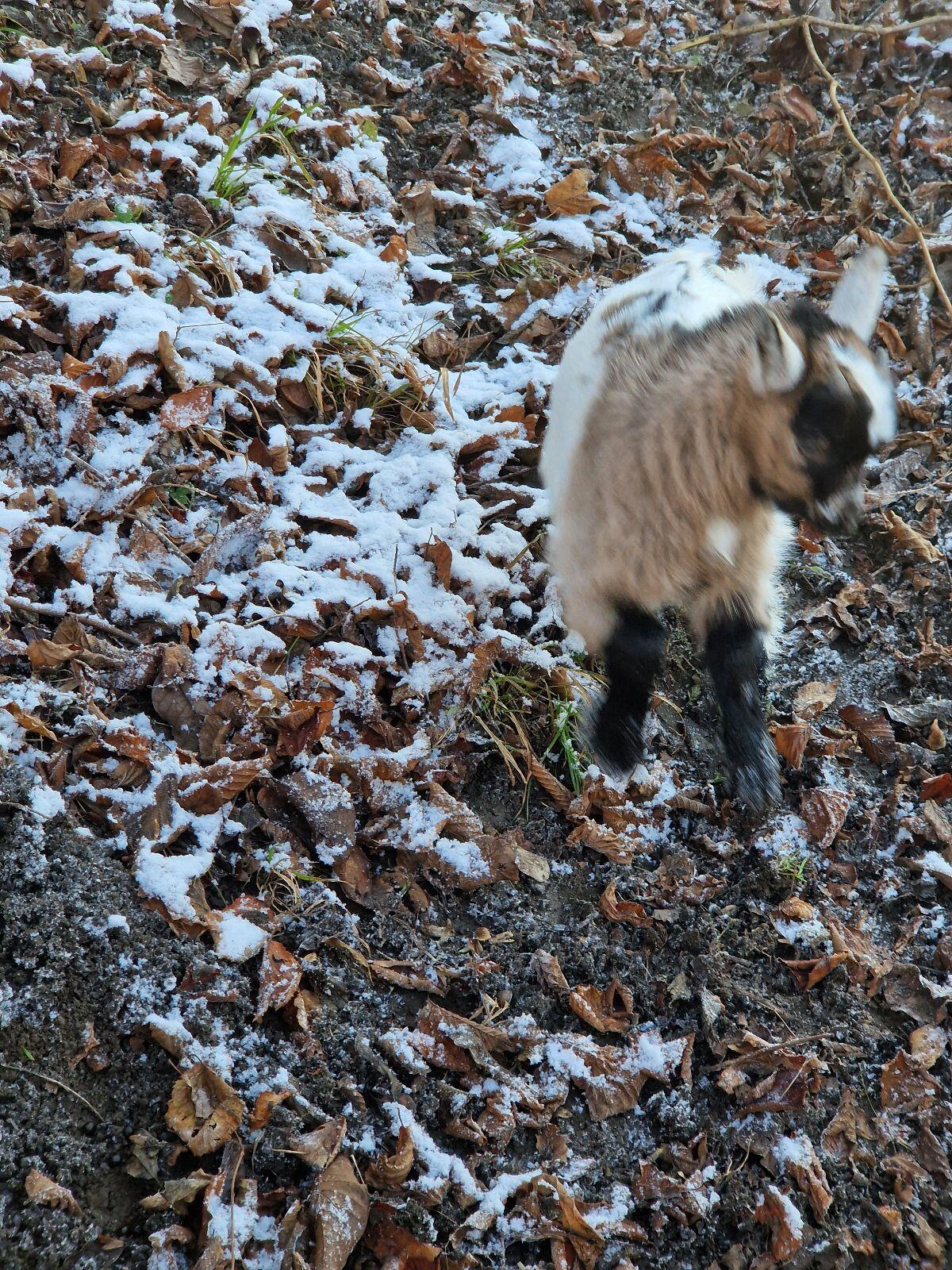 Junger Zwergziegenbock zu verkaufen 3