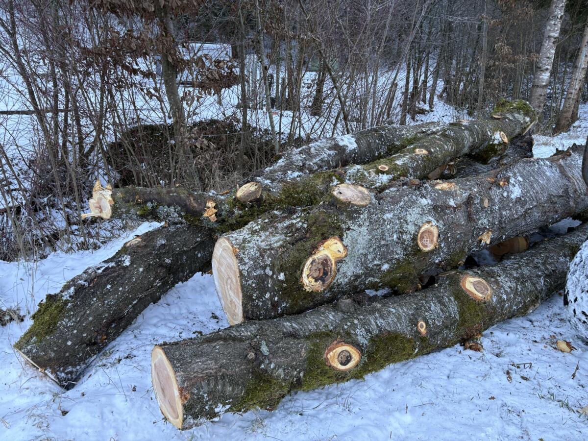 Baumstämme Kirsch 2