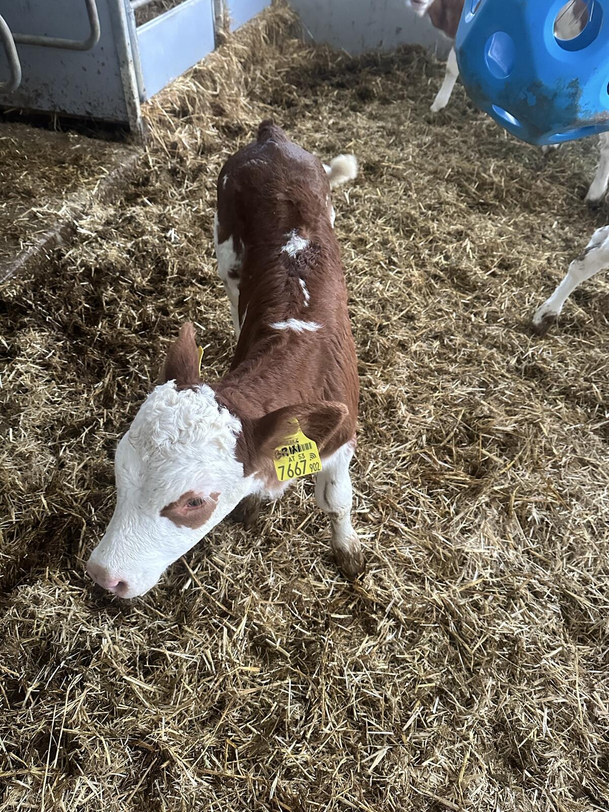 Verkaufe zwei Bio FV Kälber 2