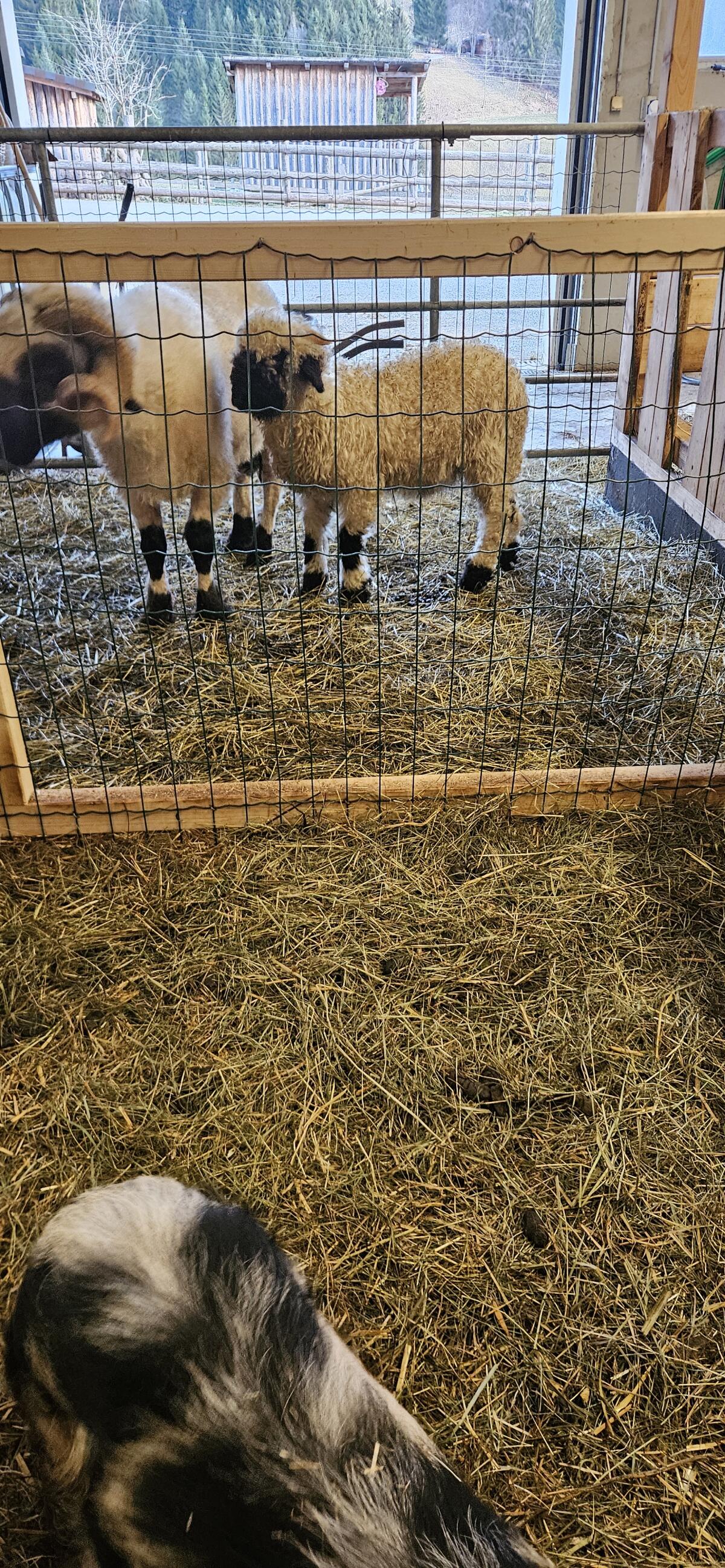 Walliser Schwarznasen Widder 3