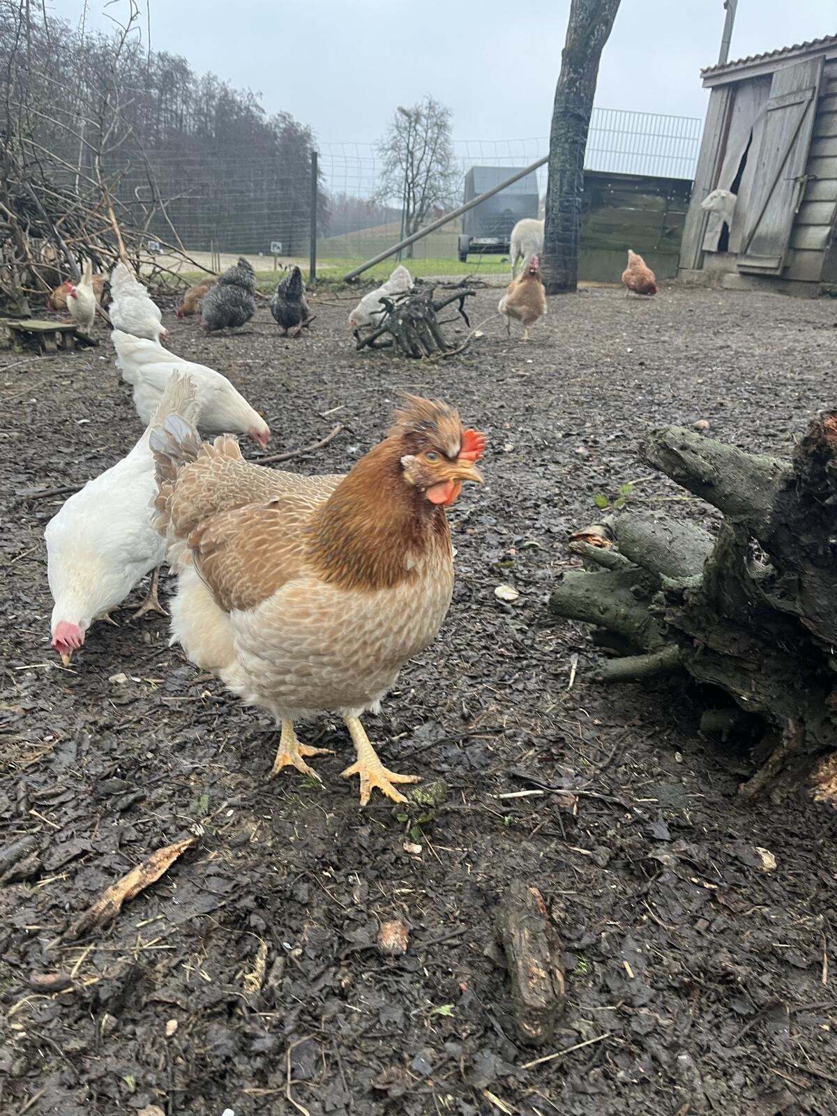 Ältere Hühner 2