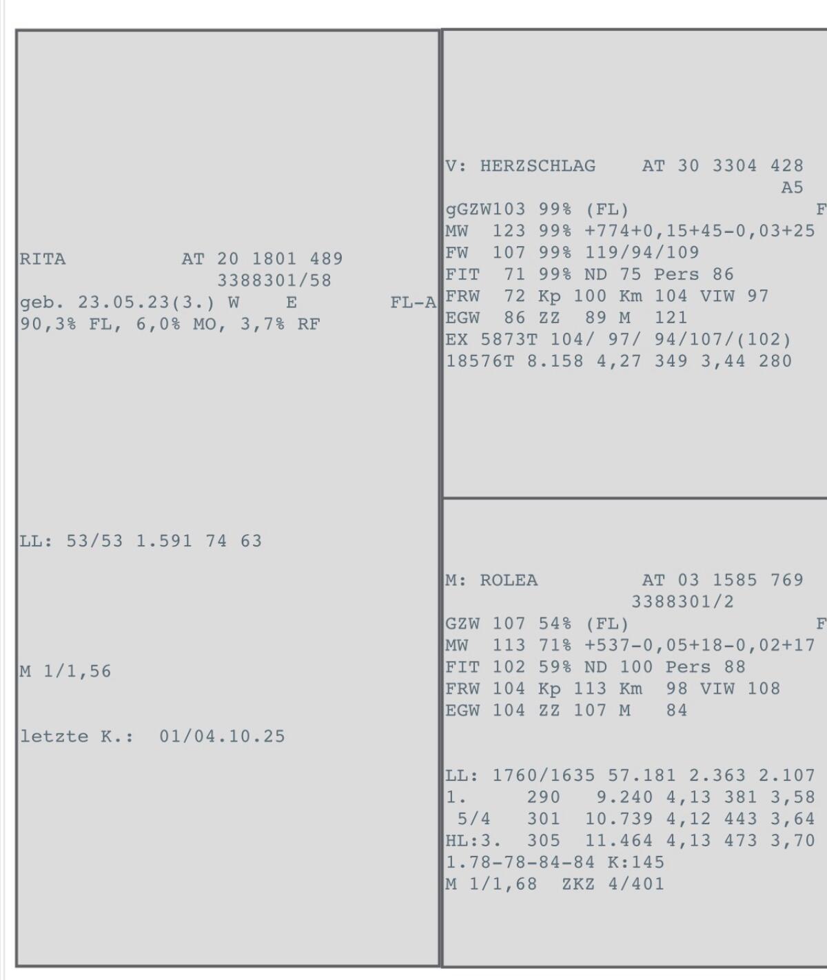Jungkuh/Erstlingskuh 2