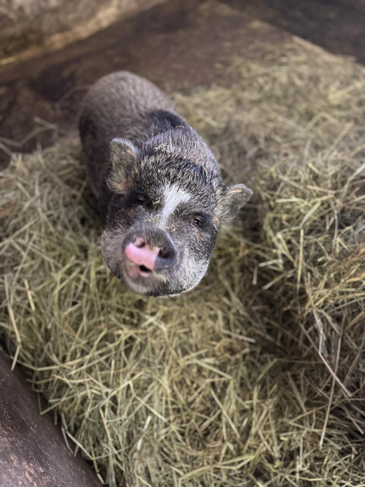 Hängebauchschwein weiblich 3