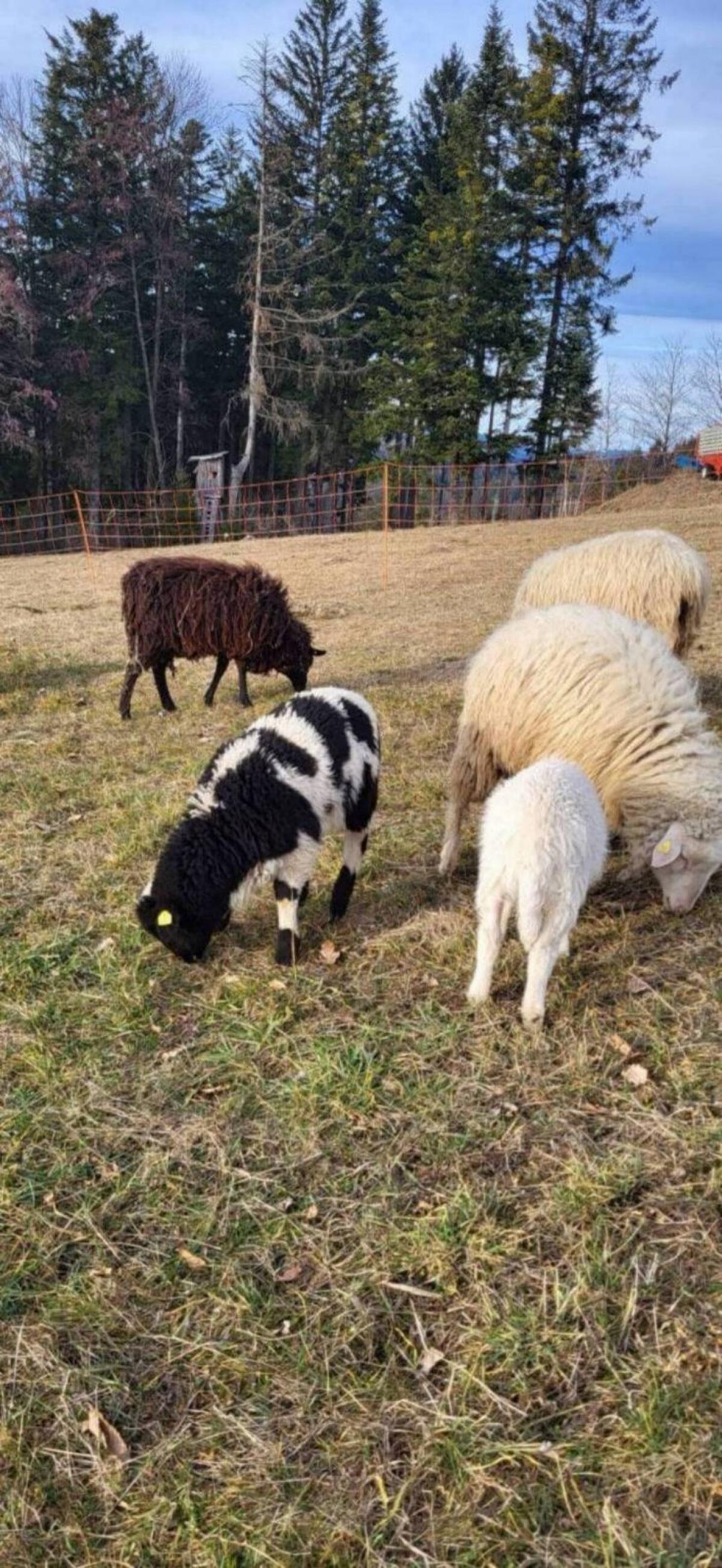 Waldschafe aus HB-Betrieb 2