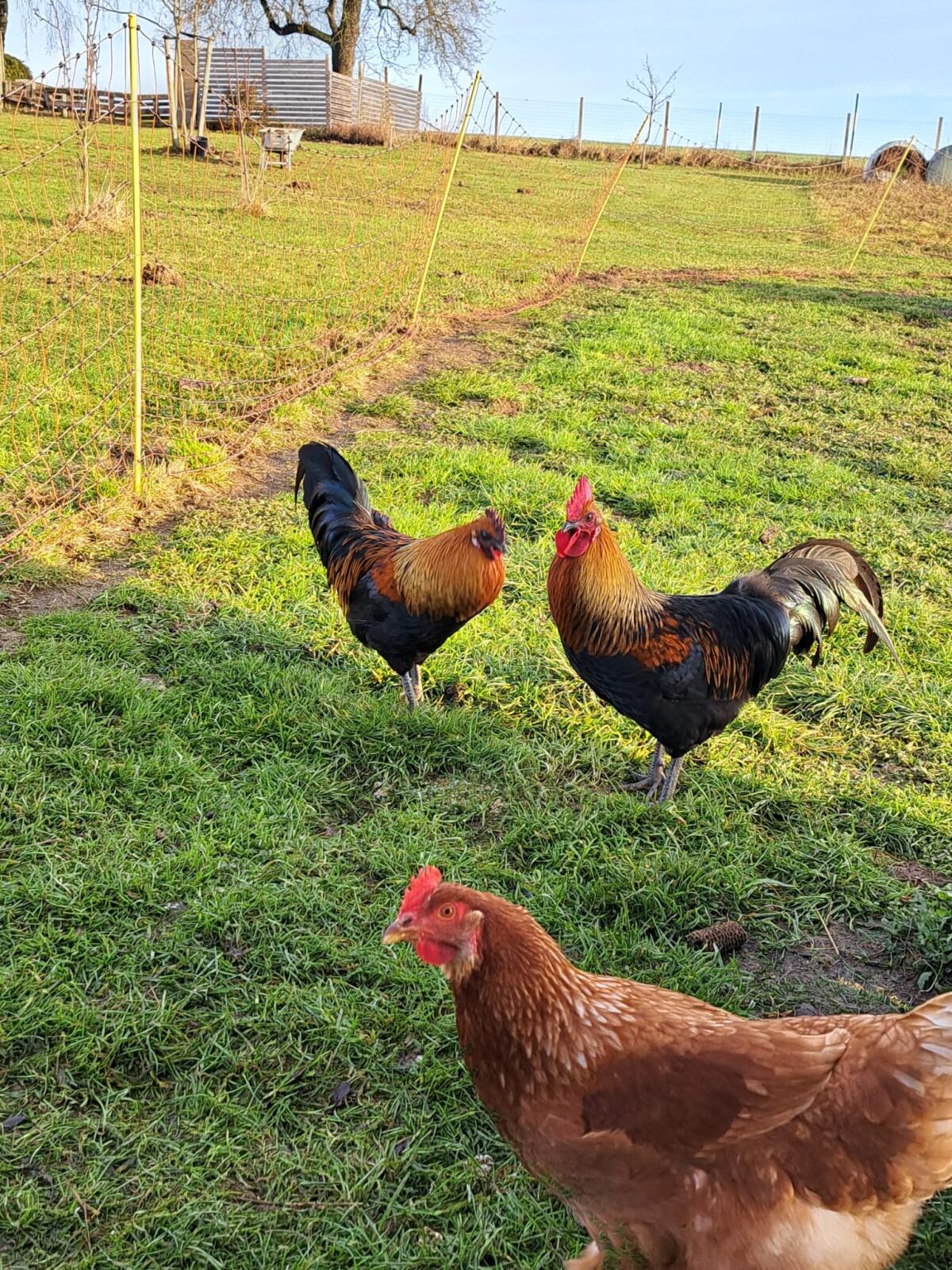 Zwei schöne Hähne abzugeben 2