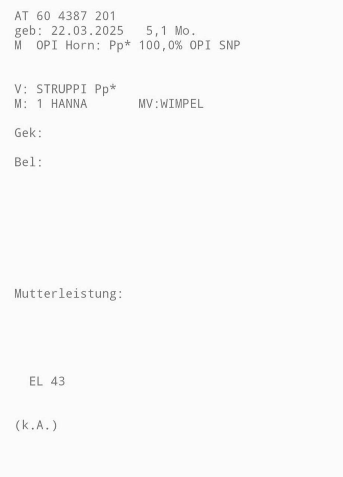 Reinrassiges Pinzgauer Stierkalb 2