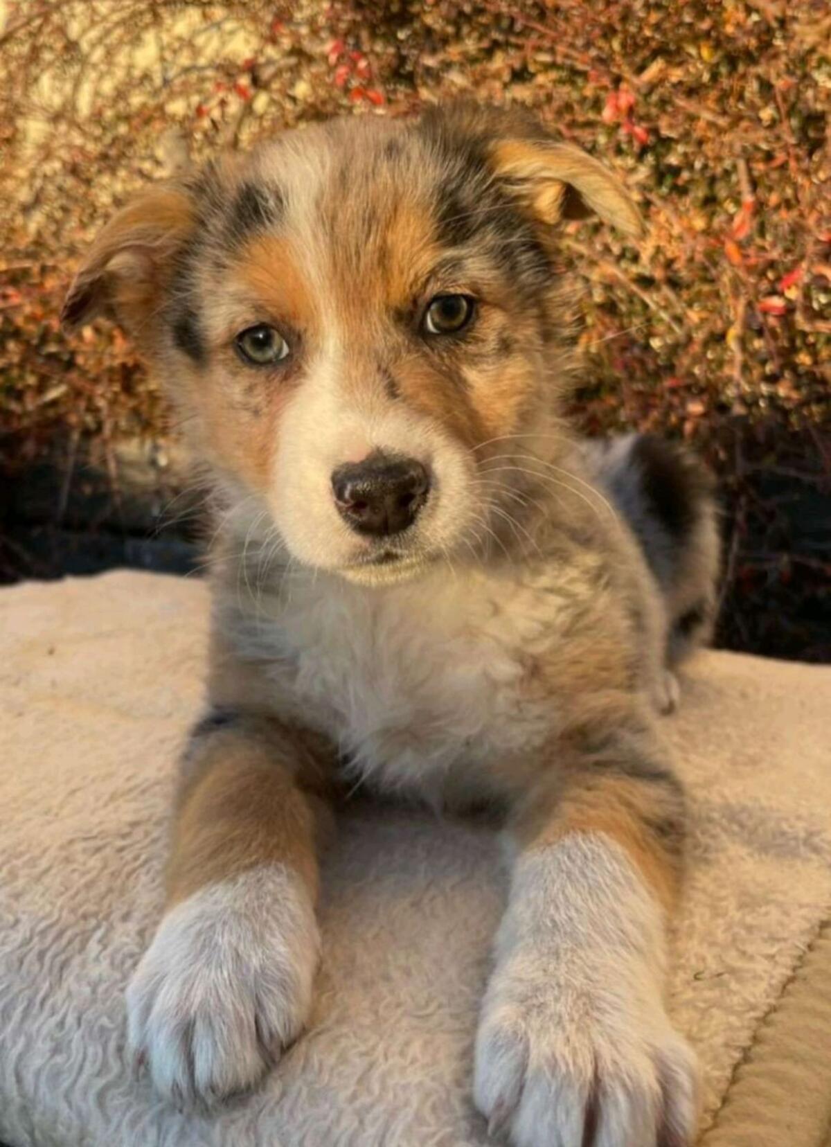 Aussie Schäfermix 2