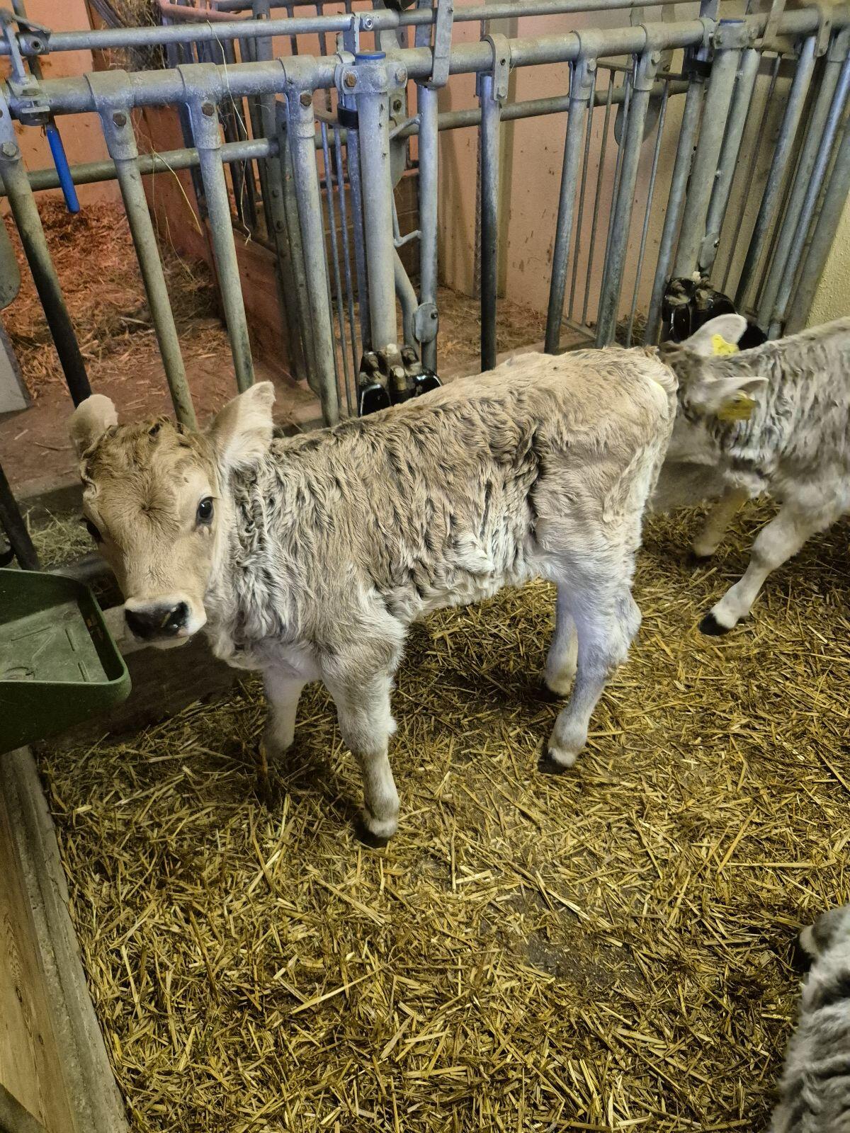 Grauvieh Kuhkalb Bio 2