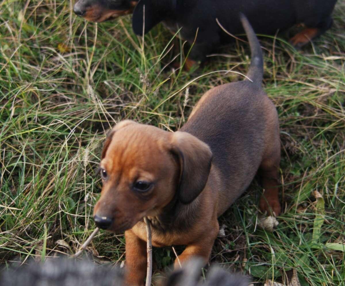 Standard Dackel Welpen suchen ihr Traumzuhause 3