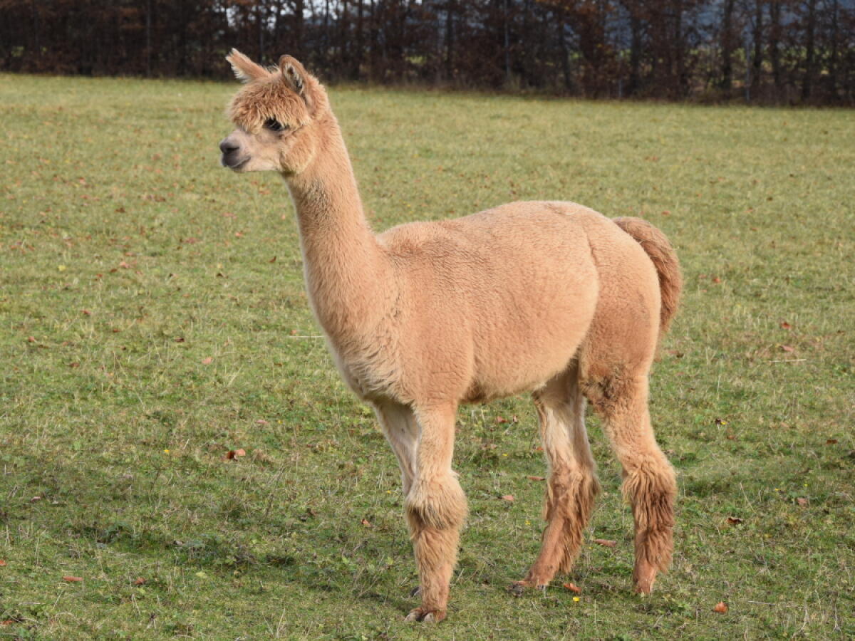 Alpaka 2