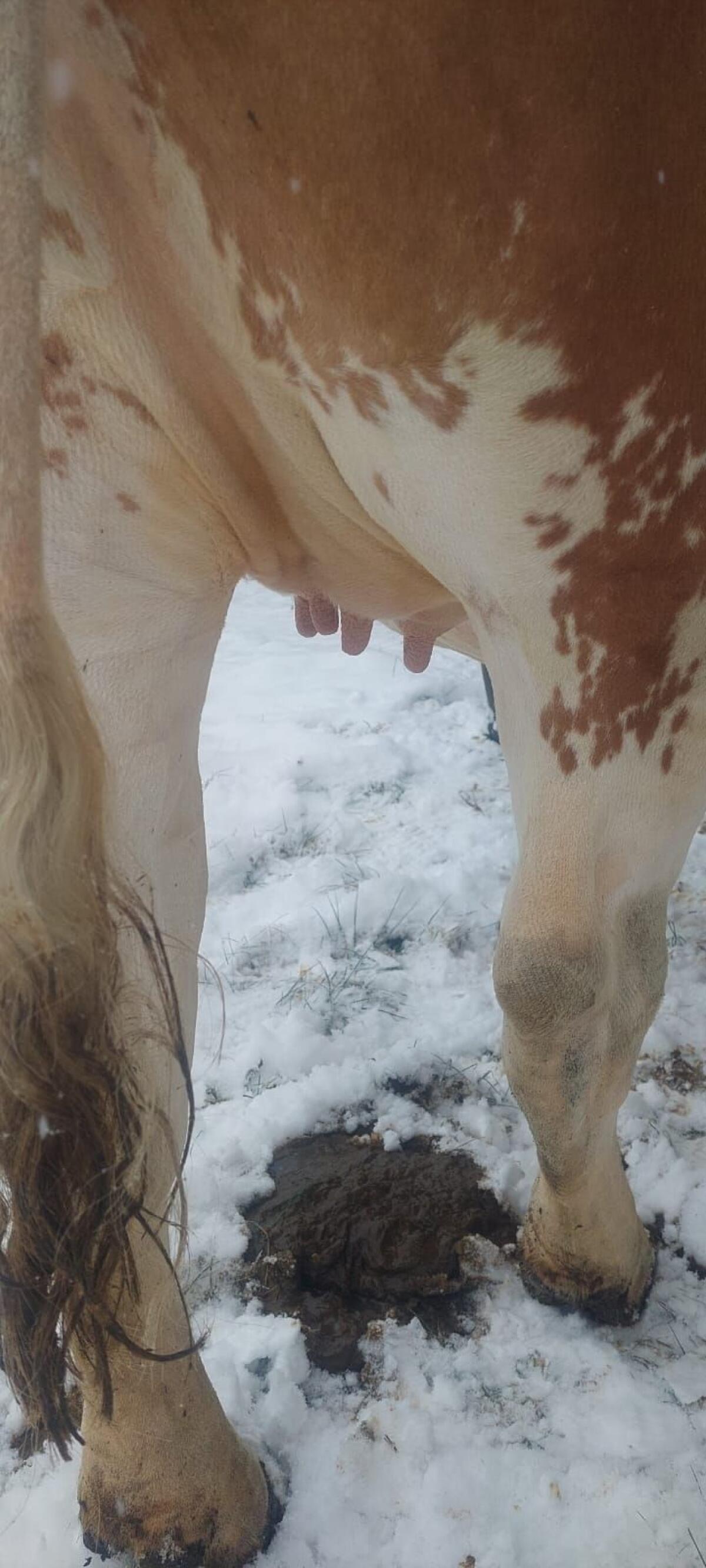 Trächtige Fleckviehzuchtkalbin 2