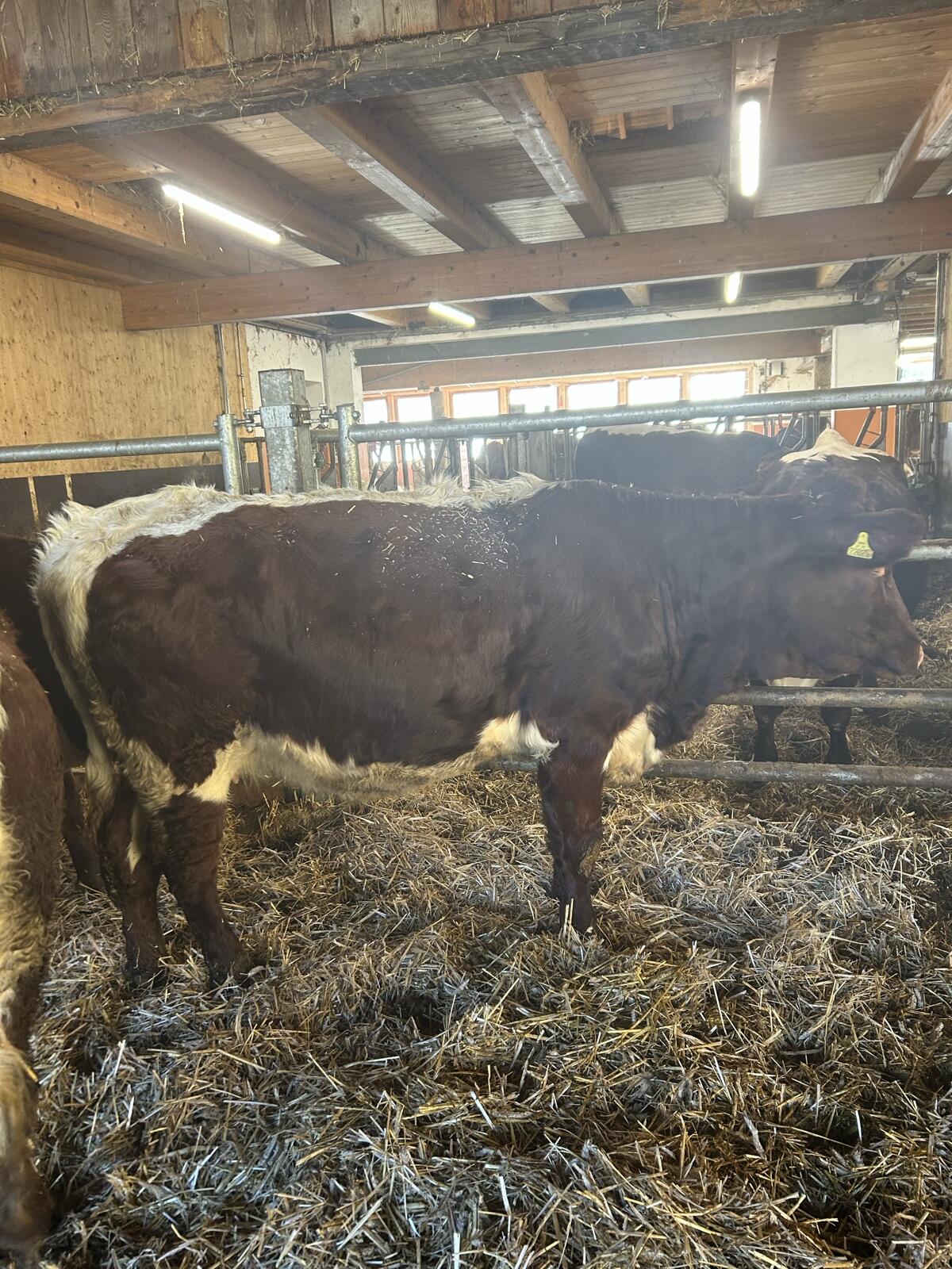 Pinzgauer Kalbinnen 3