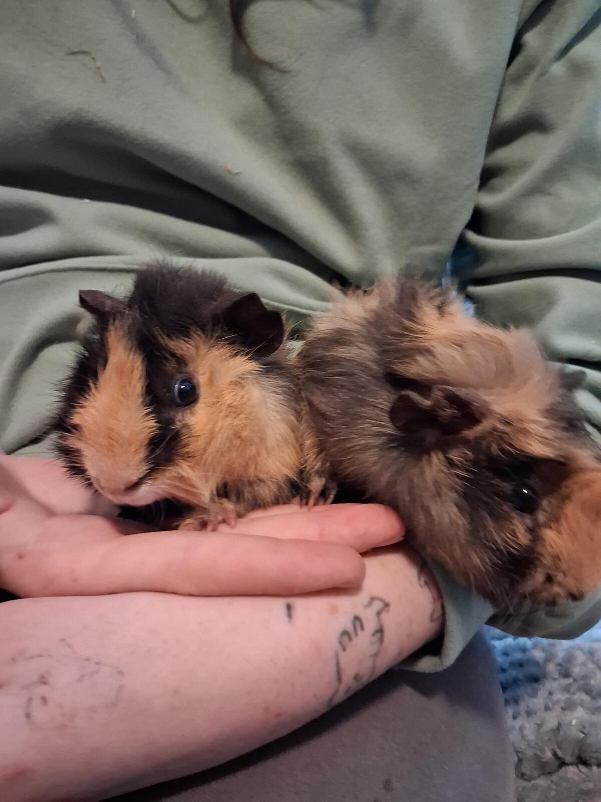 Meerschweinchen zu vergeben 2