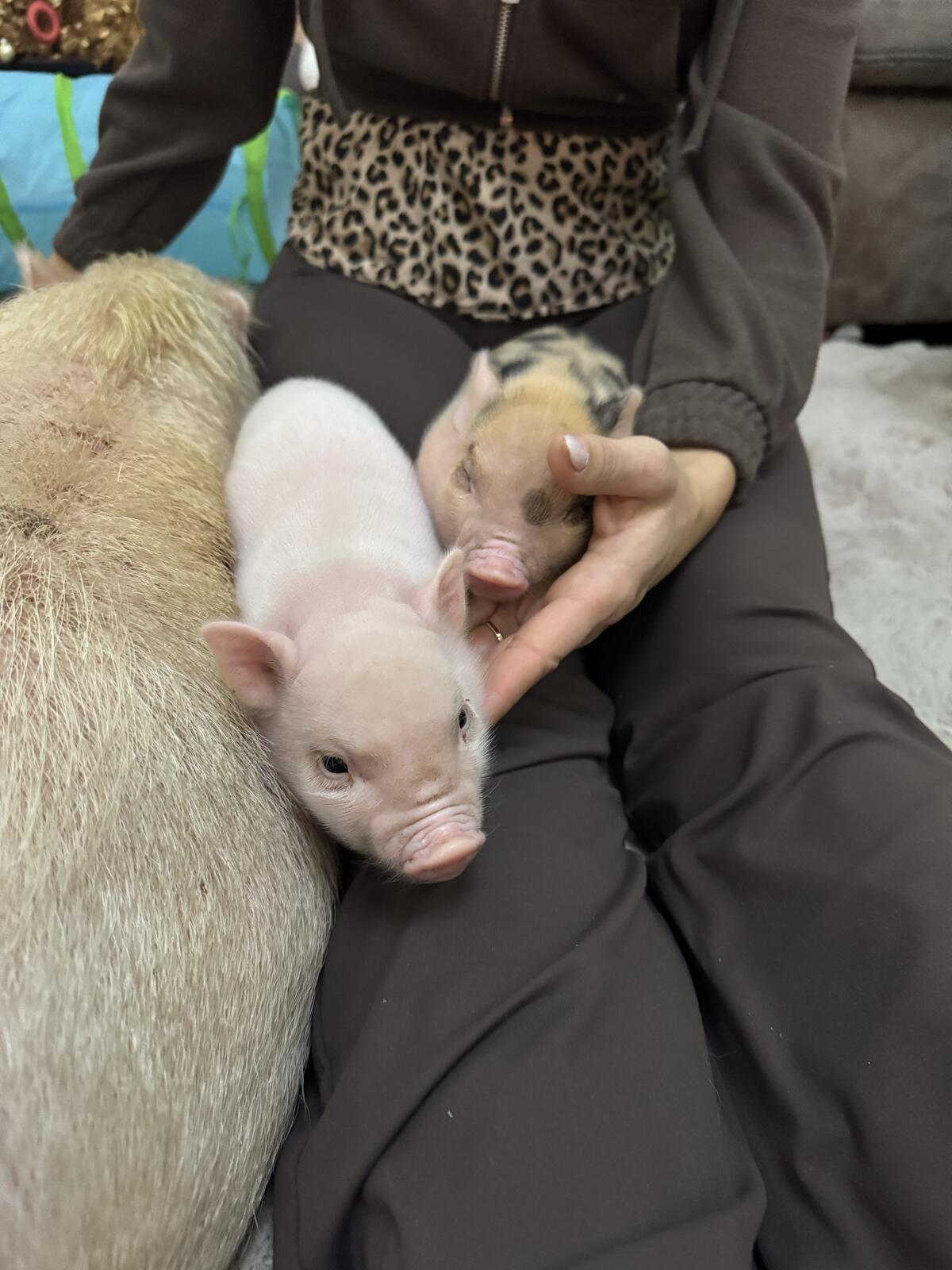 Mini/Micro Schweinchen 2