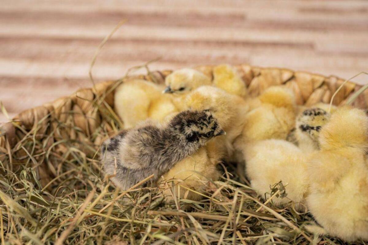 Seidenhühner-Küken suchen neues Zuhause 3
