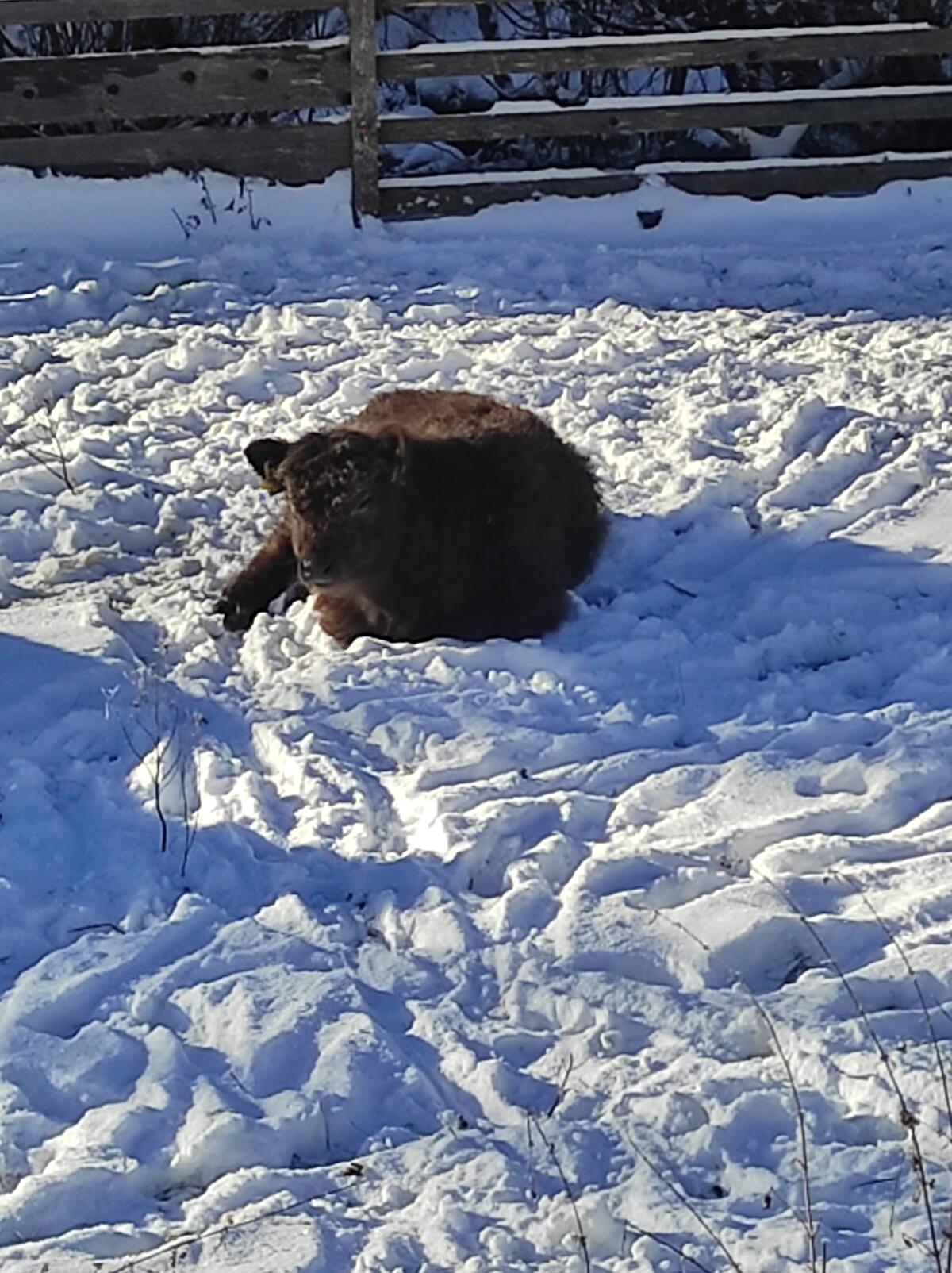 Galloway Jungstier 3