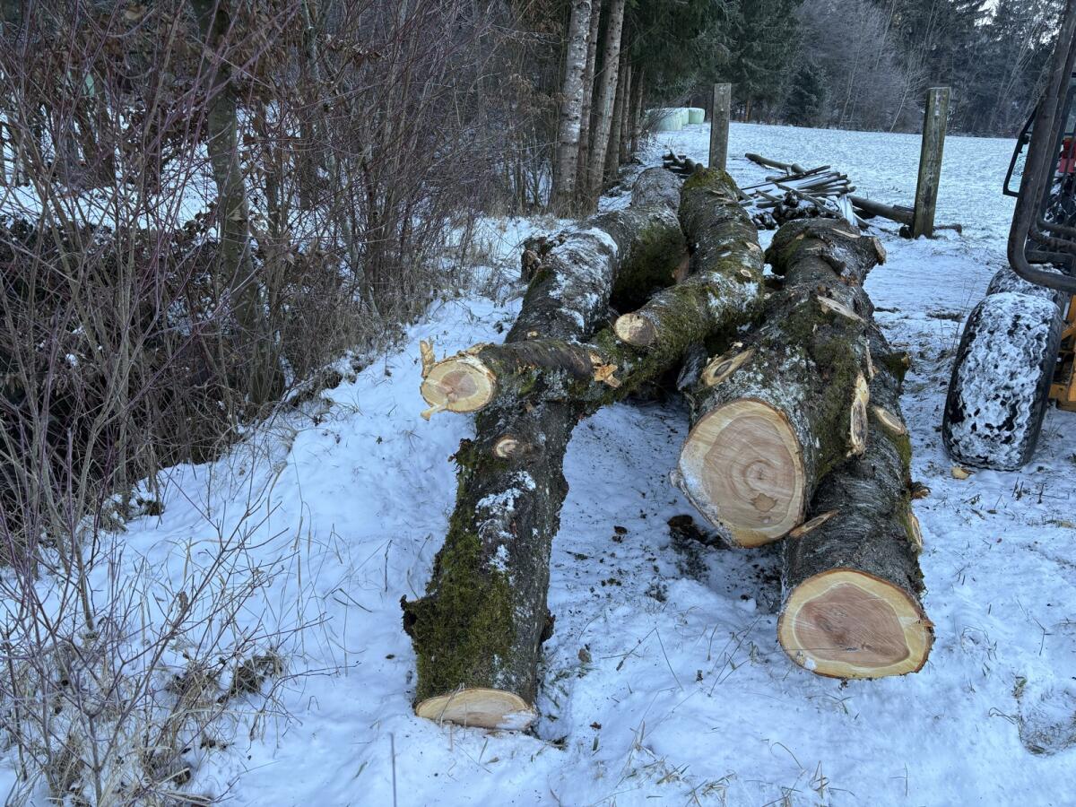 Baumstämme Kirsch 3