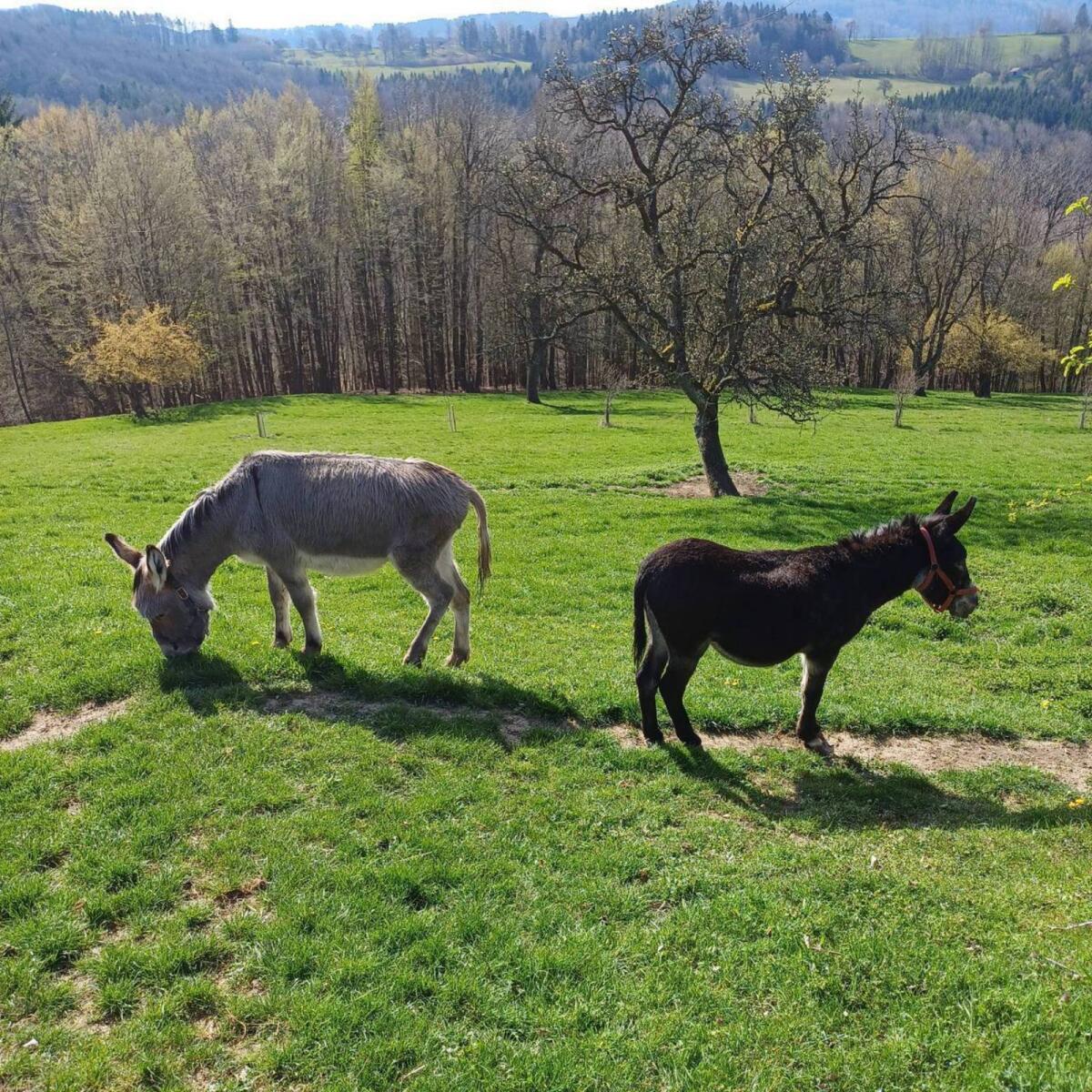 Esel Deckhengst (kein Verkauf) 2
