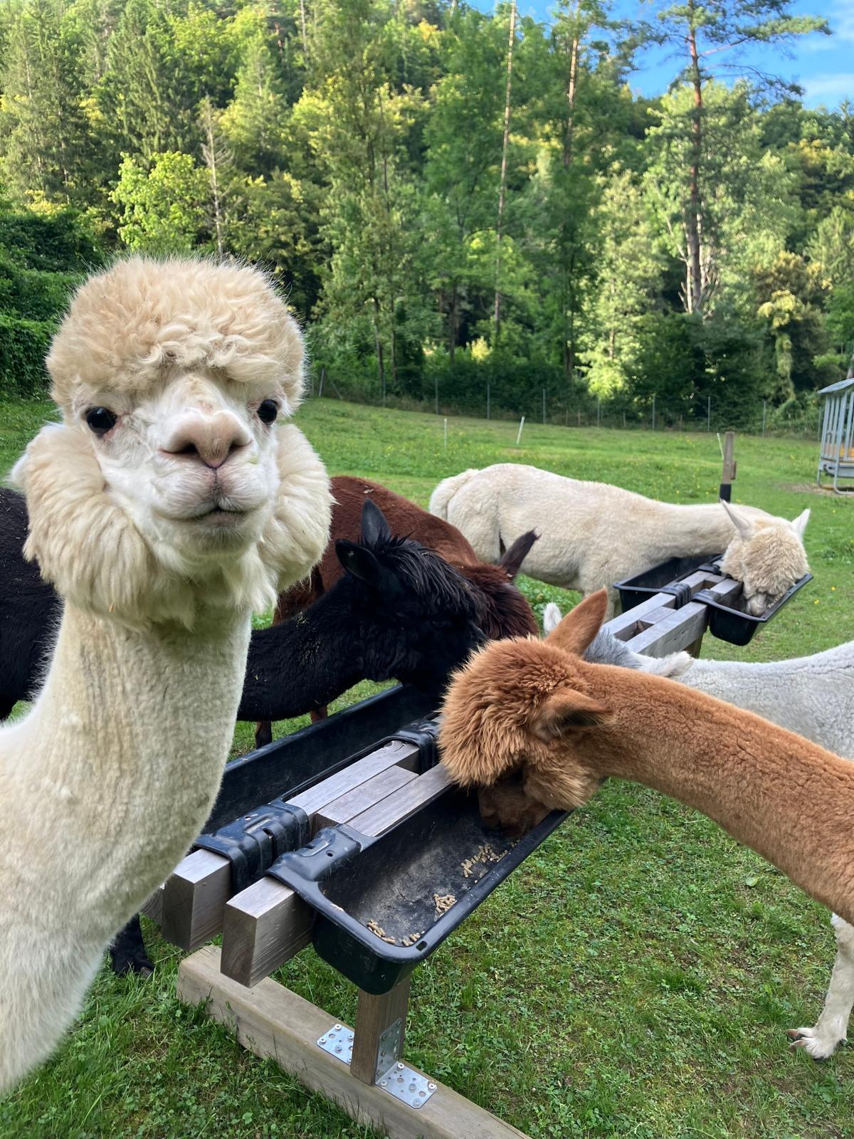 Alpakas 3