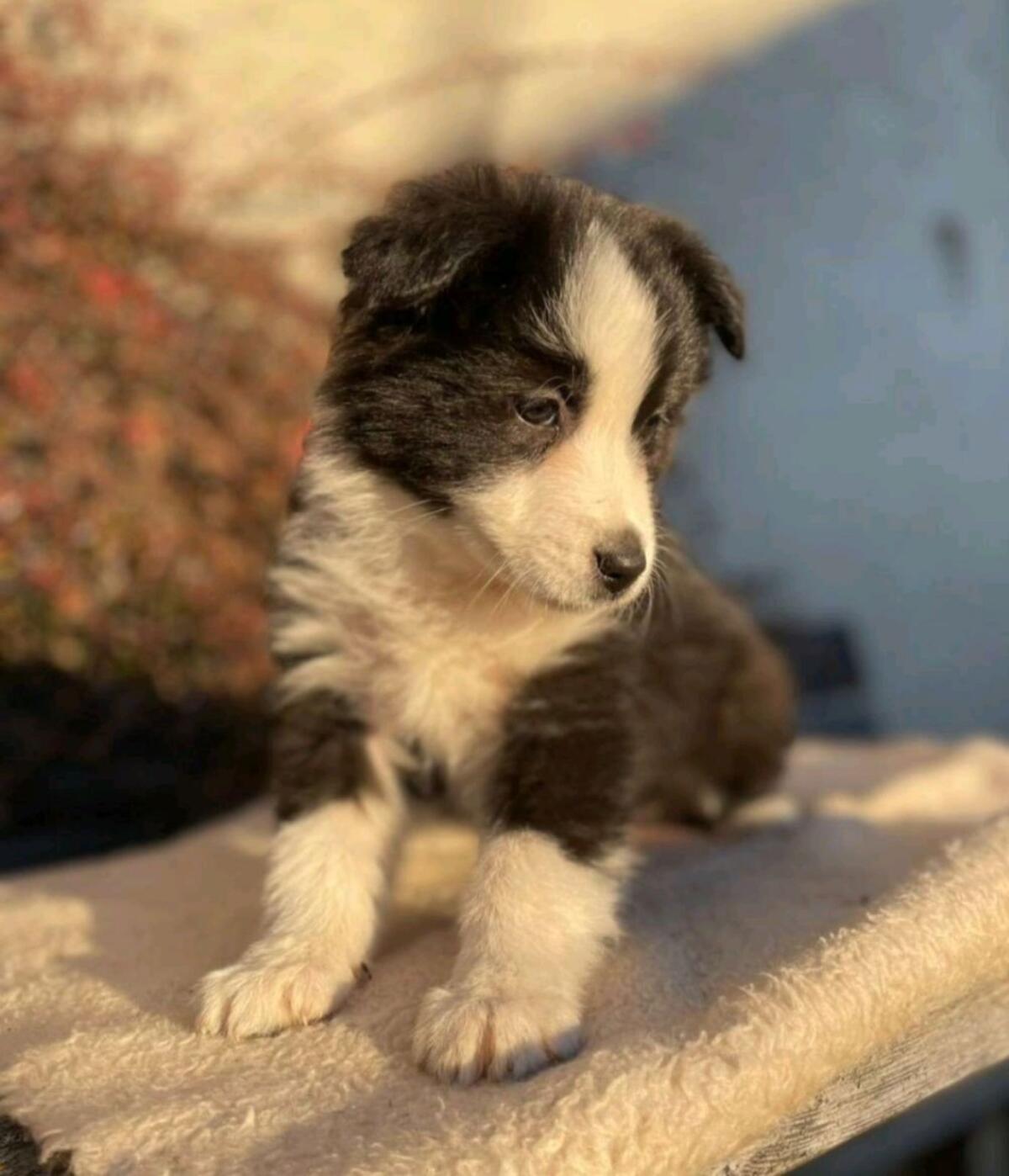 Aussie Schäfermix 3