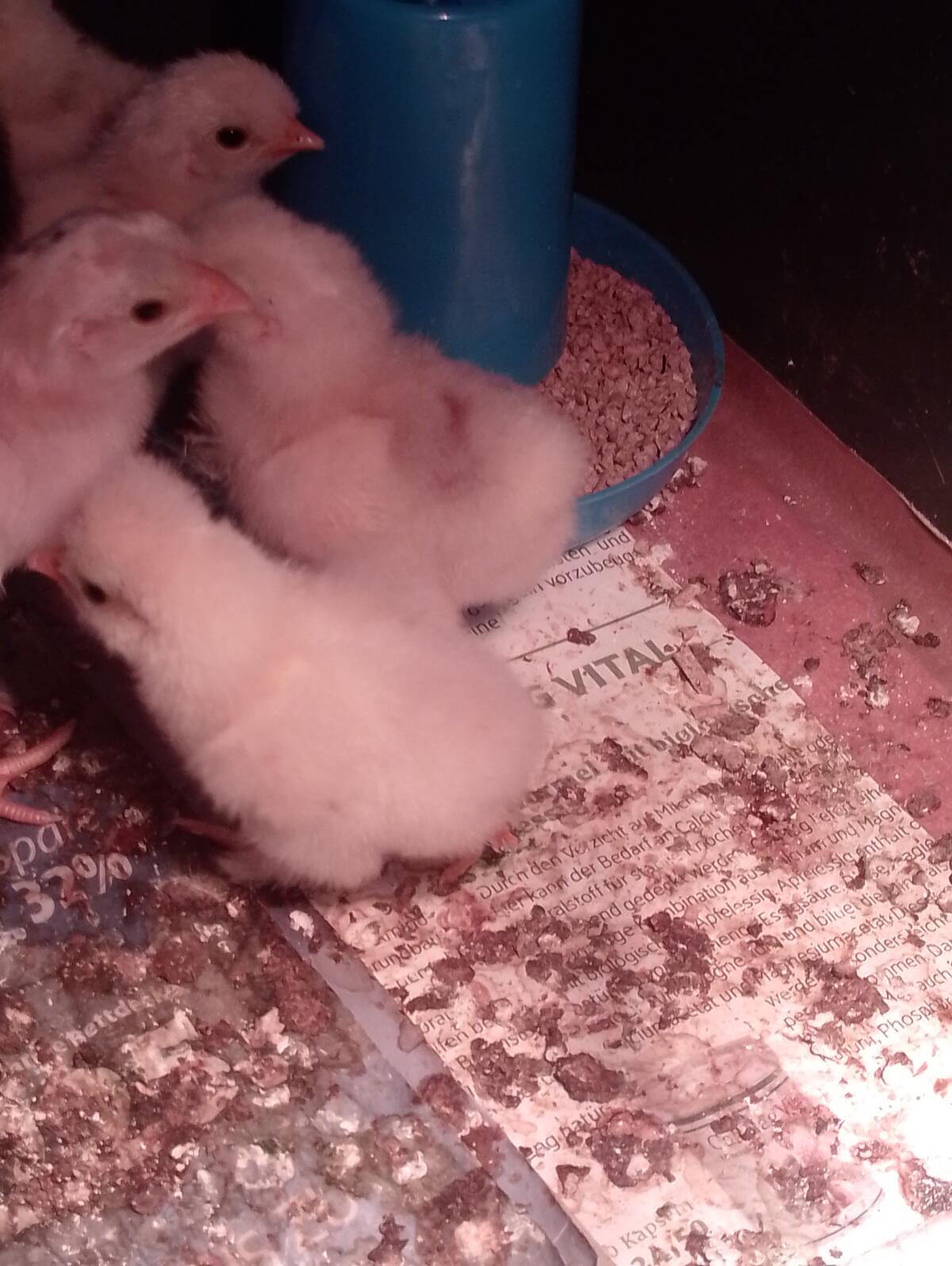 Küken von siamesischen Zwergseidenhühnern 2