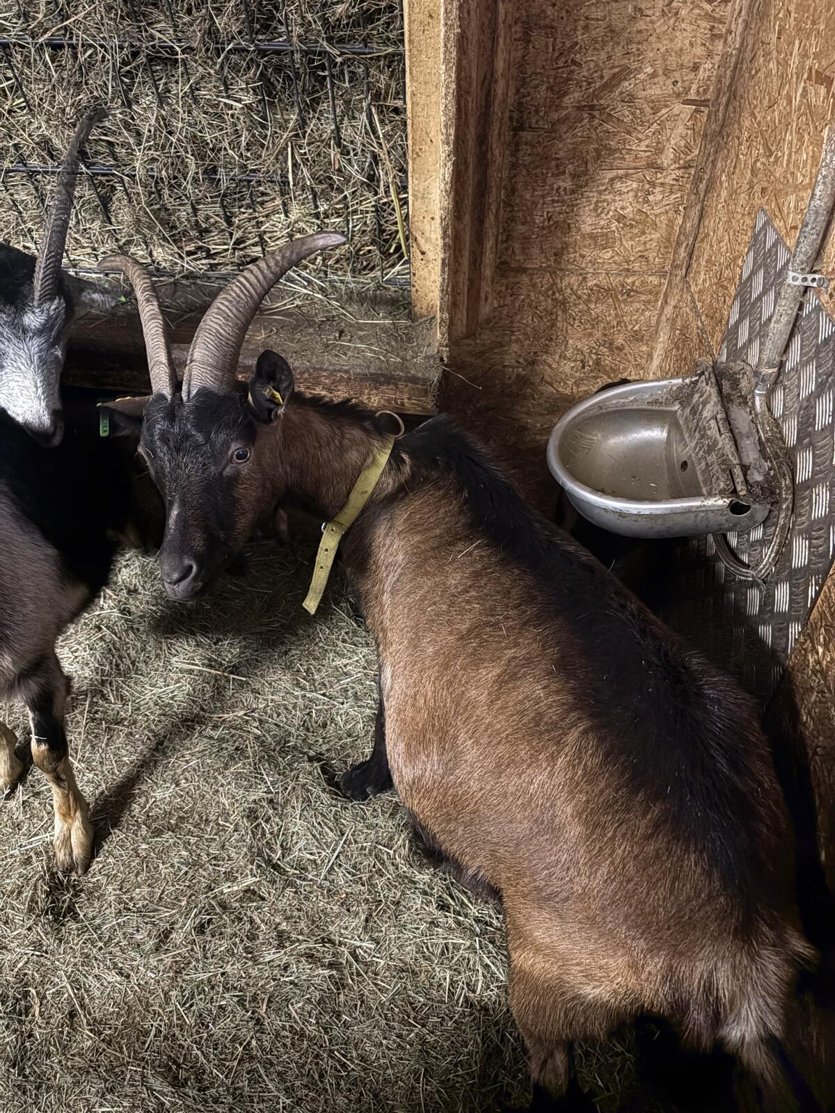 Verkaufe Ziege mit Kitz 3