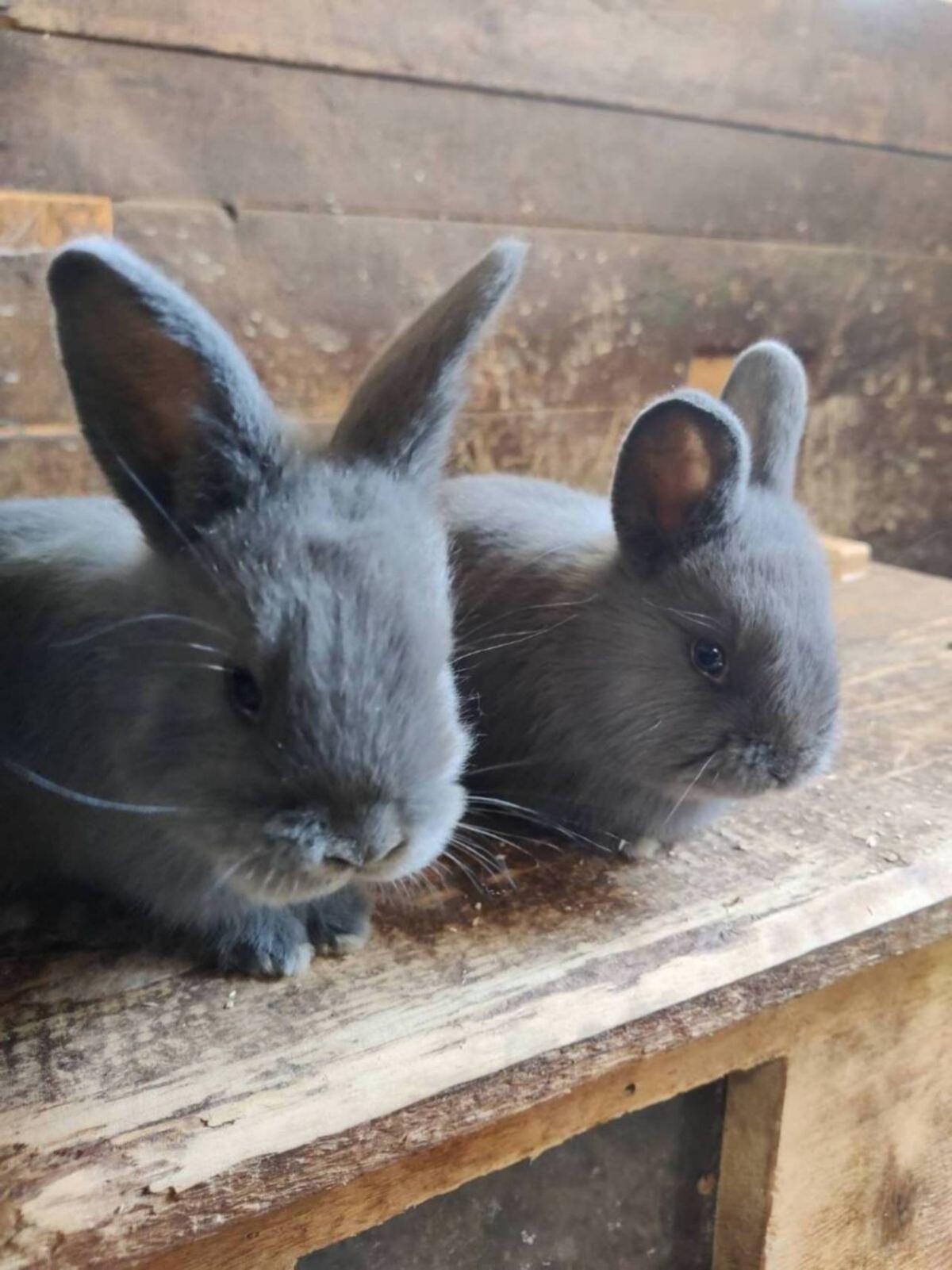 Blaue Wiener Kaninchen 3