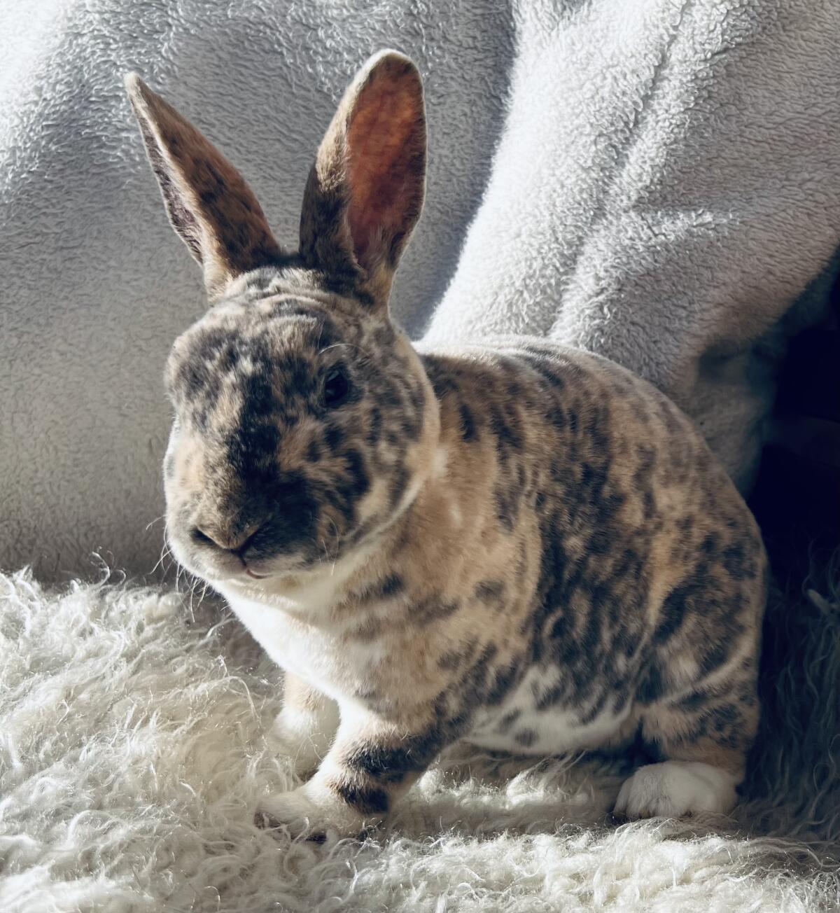 Kleinrex/Rexkaninchen 2
