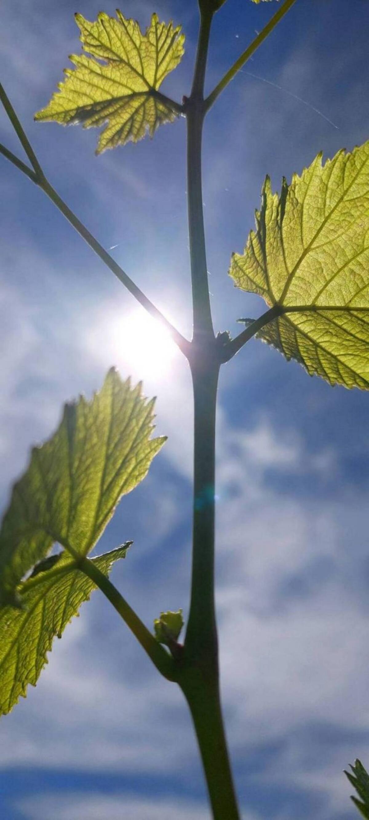 Bio-Weingarten Glanz an der Weinstraße zu verpachten 2
