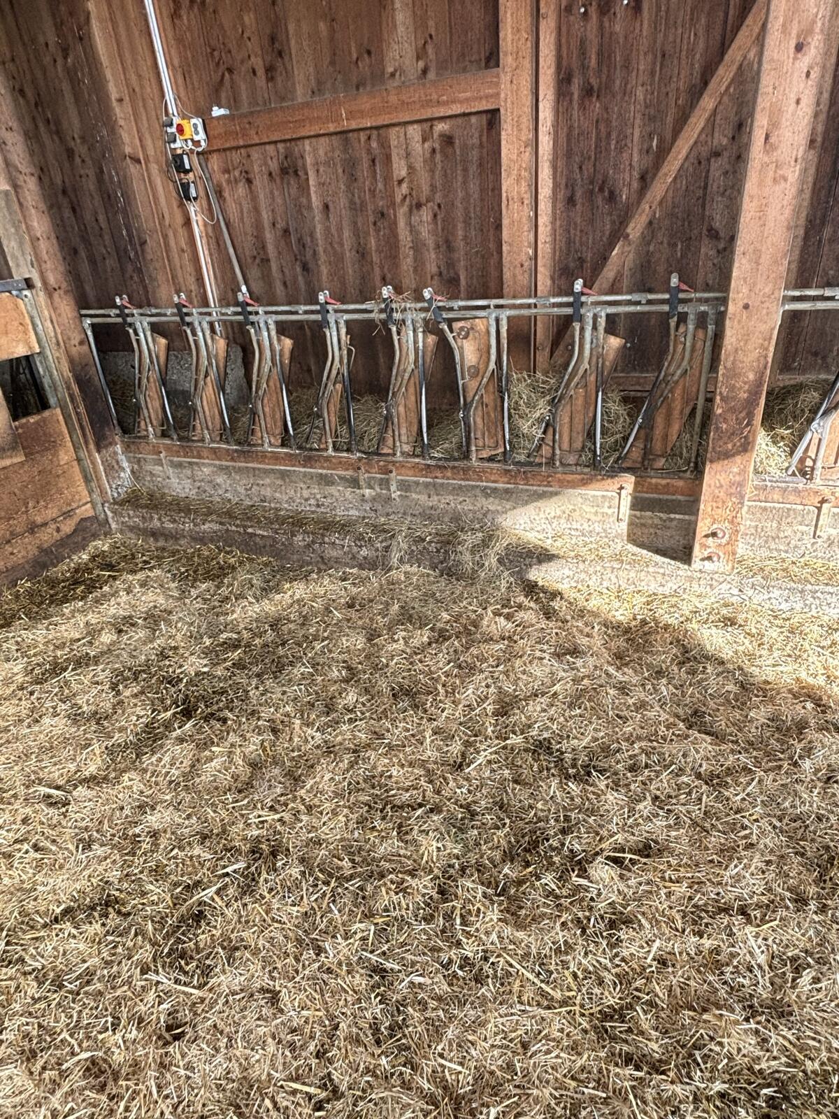 Schauer Fressgitter für Schafe 2