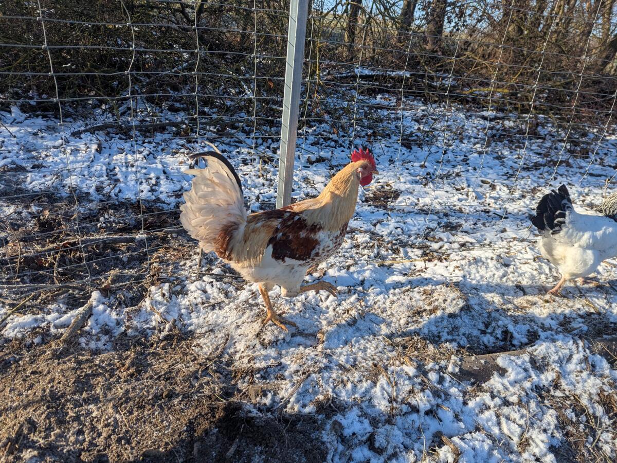 Hahn zu verschenken 3