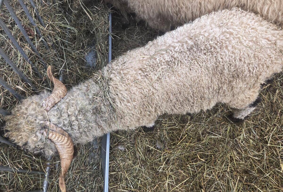 Walliser Schwarznasen Widder 2