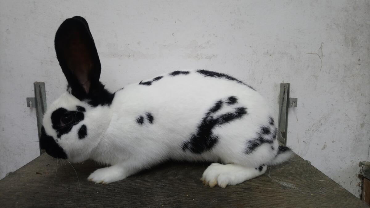 Kaninchen 3