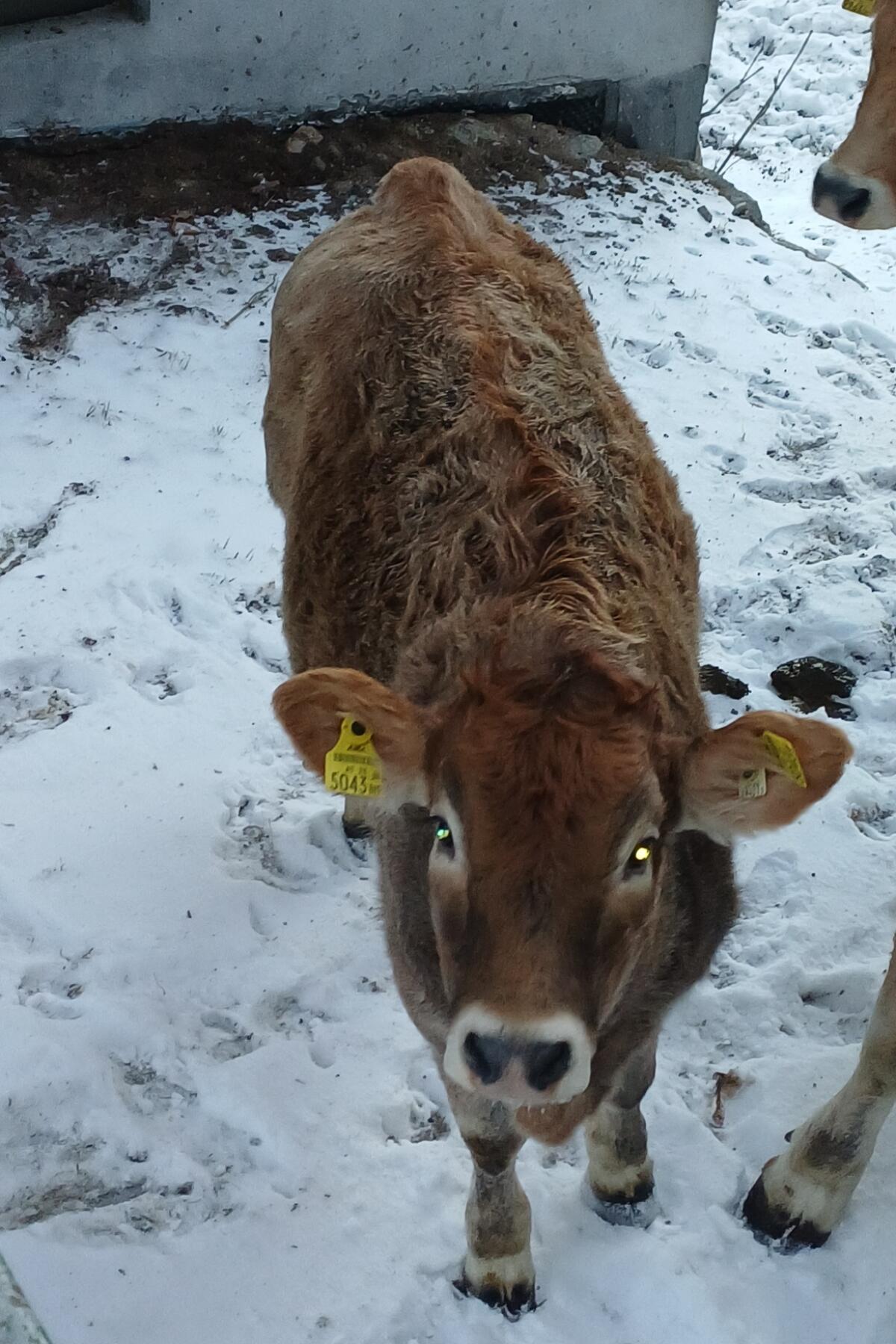 Murbodner Bio Kalbin 3