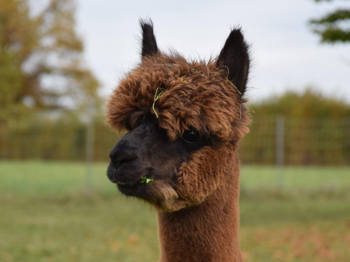 Alpaka 3