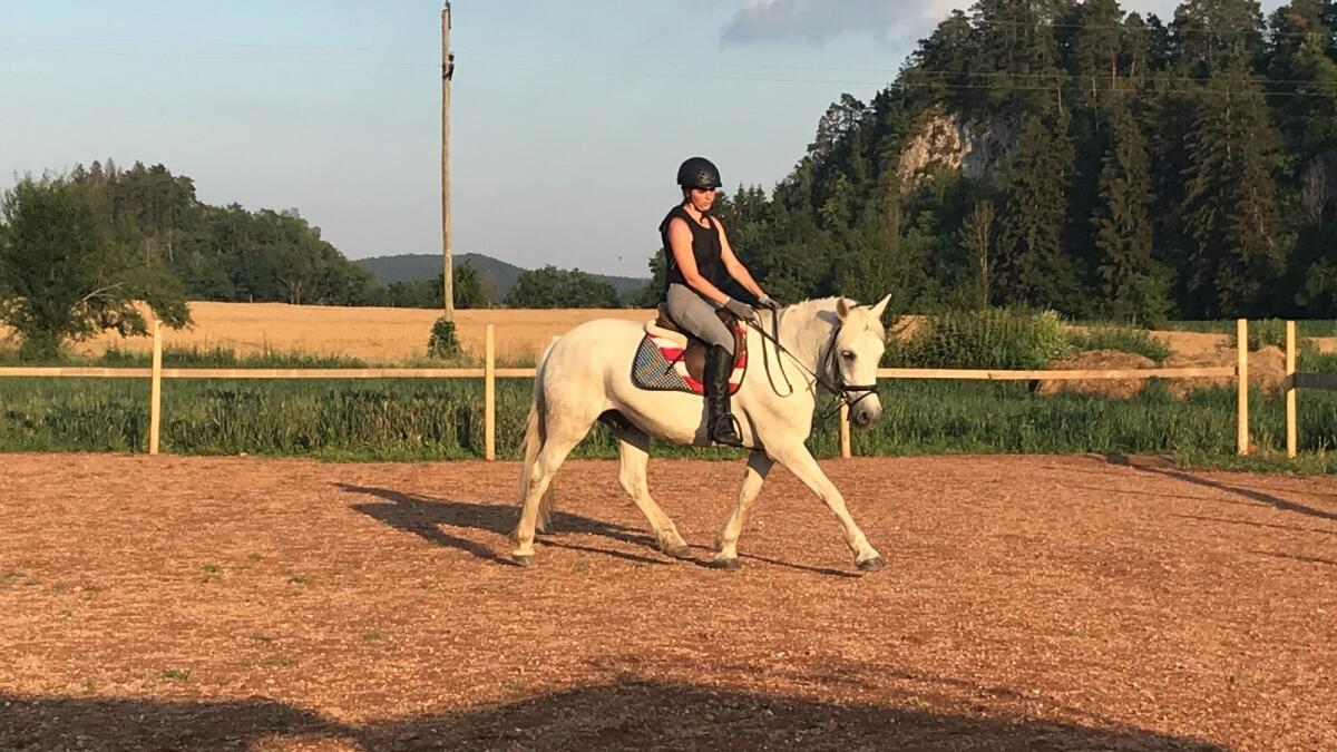 Haflo-Araber für Freizeitreiter oder Schulbetrieb 2