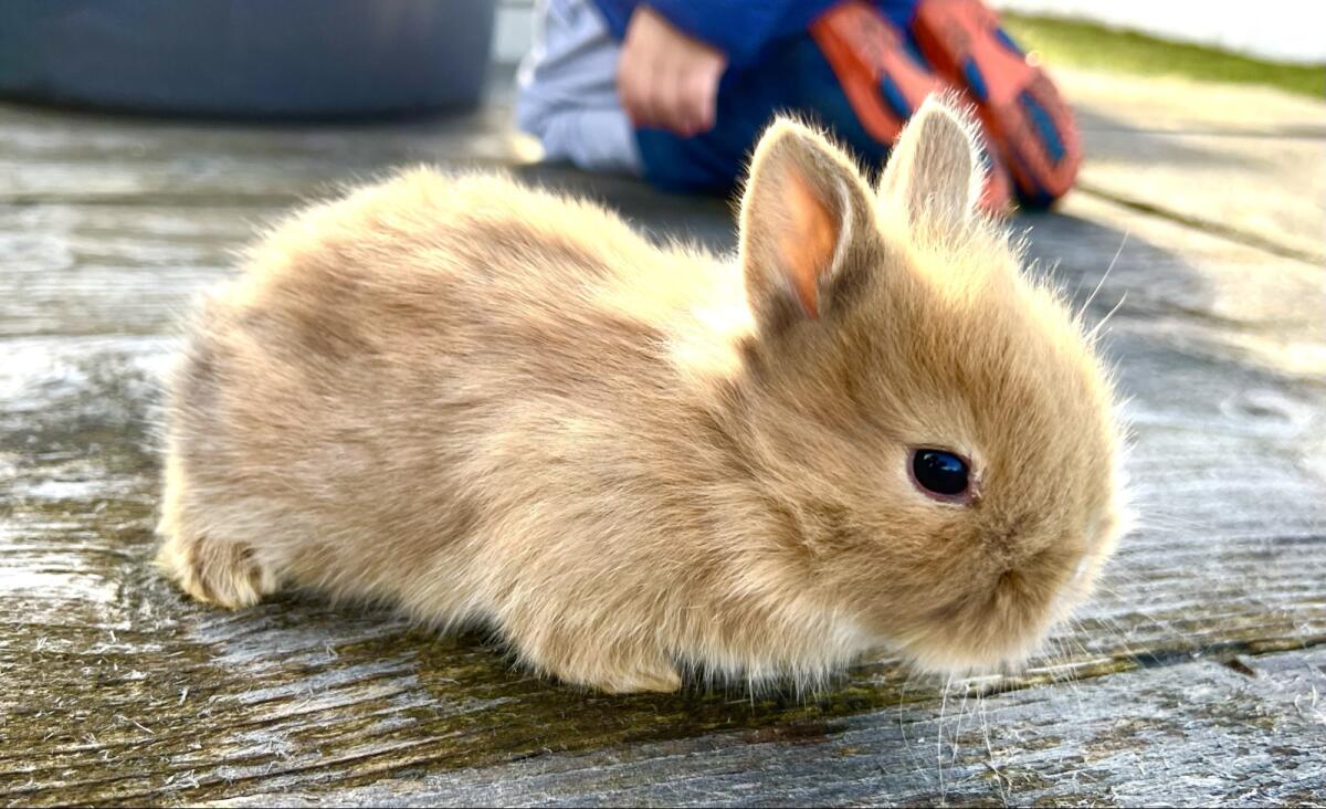 Zwergkaninchen Löwenkopf 3