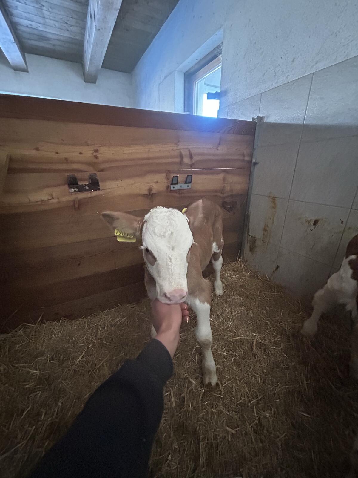 Bio Fleckvieh Kälber 2