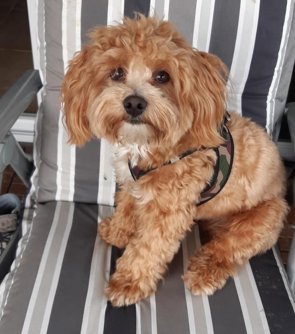 Wir planen zauberhaften Maltipoo-Nachwuchs 3