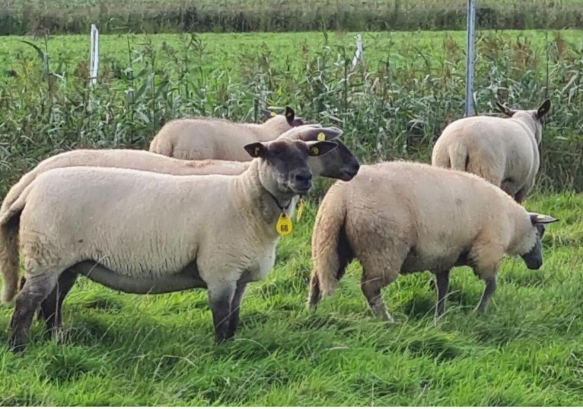 Kaufe Lämmer und Altschafe! 2