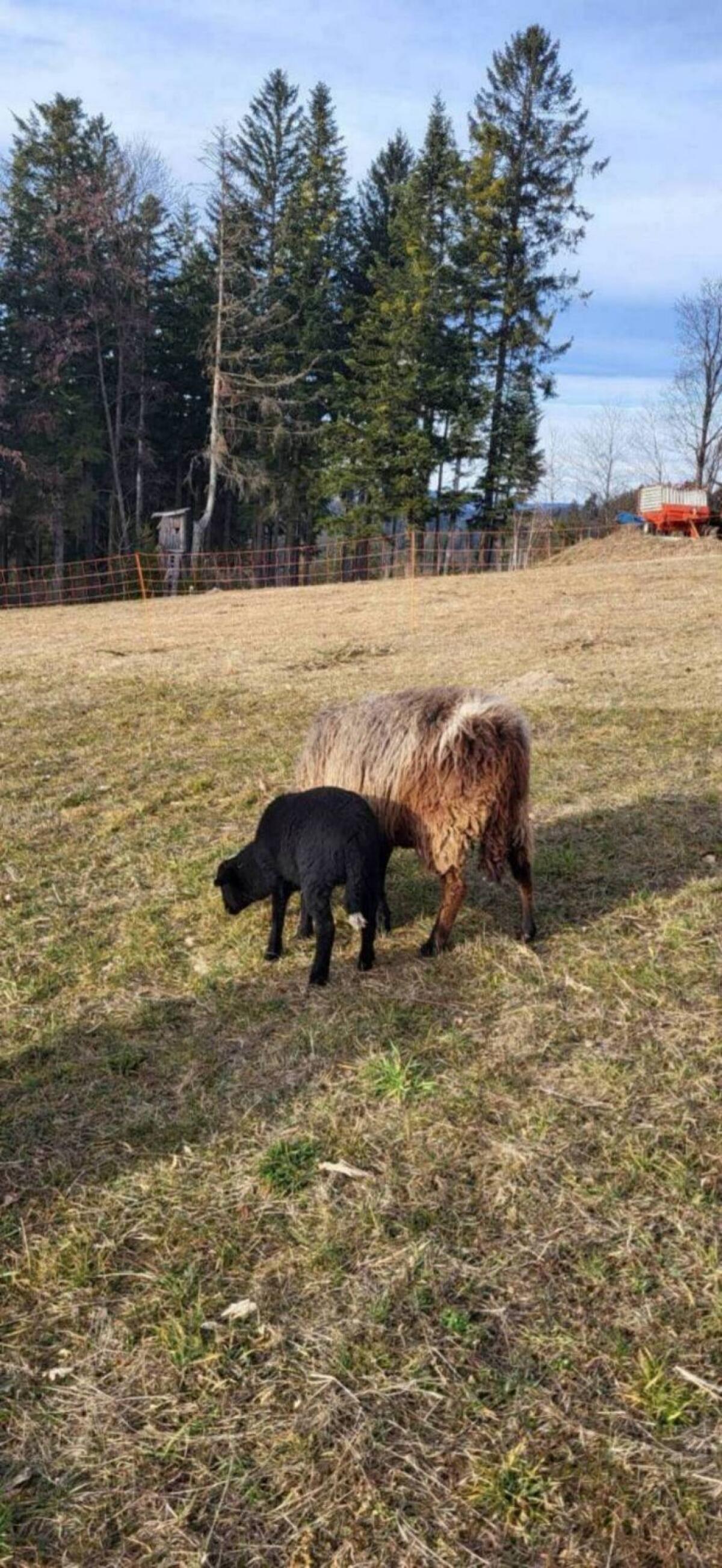 Waldschafe aus HB-Betrieb 3