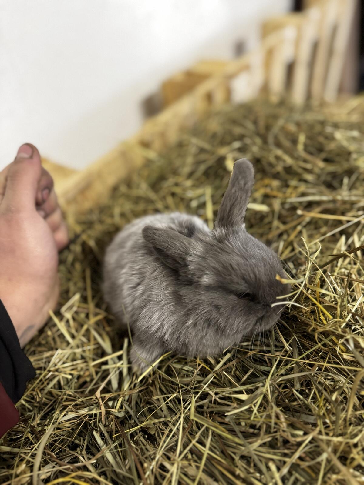 Mini Loop Zwerghasen 2